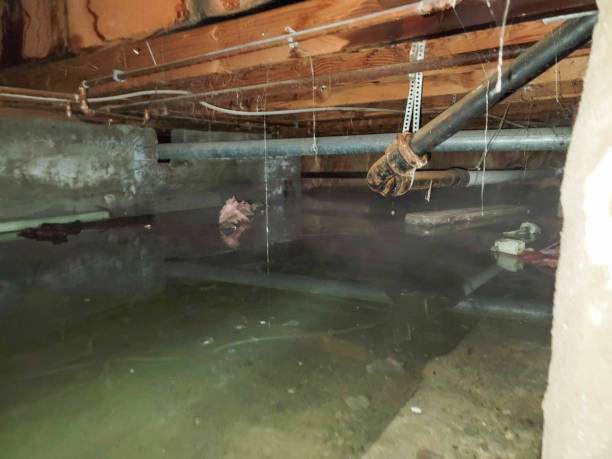 Best Local water damage restoration  in Ozark, AL